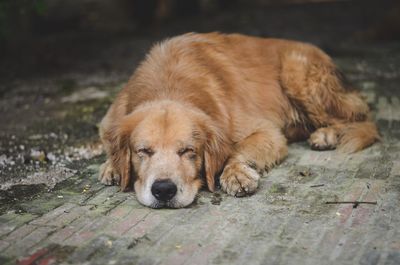 High angle view of golden retriever sleeping on footpath
