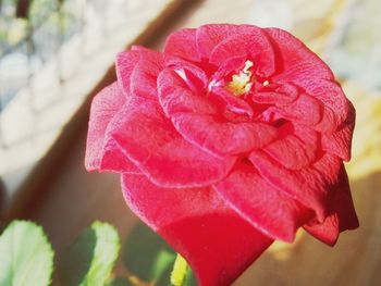 Close-up of pink rose