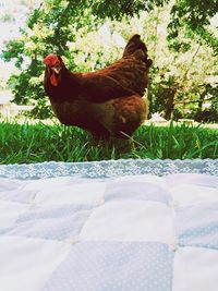 View of rooster on grass