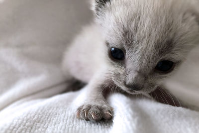 Close-up of kitten on fabric