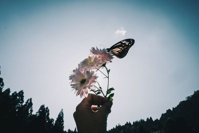 Low angle view of butterfly pollinating on flower against sky