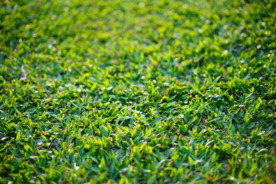 Full frame shot of grass on field