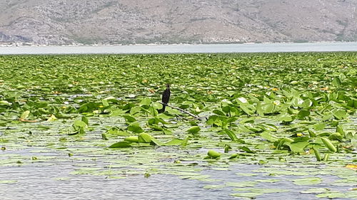 View of water lily in lake