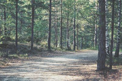 Road amidst trees in forest