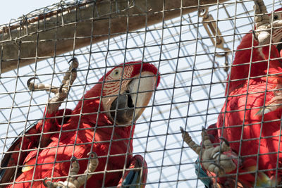 Low angle view of macaws perching in cage