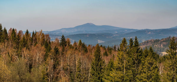 Panoramic shot of trees and mountains against sky