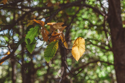 Low angle view of autumn tree