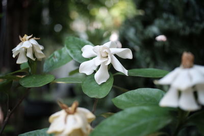 Close-up of flowers blooming outdoors