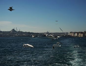 Seagulls chasing ferries on bosphorus