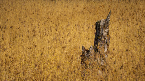 Close-up of tree trunk