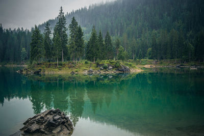 Scenic view of lake in forest