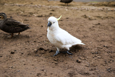 Close-up of bird perching on field