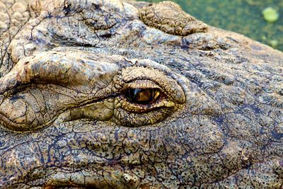 Close-up of a crocodile 