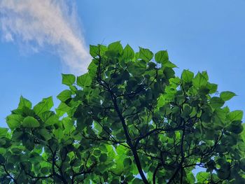 Low angle view of tree against blue sky