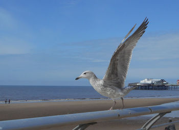 Seagull on railing at beach against sky