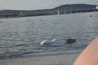 Ducks swimming in sea