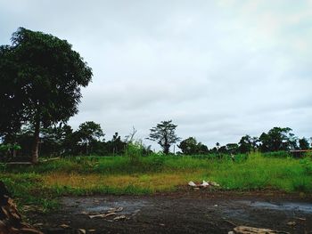 View of trees on field against sky