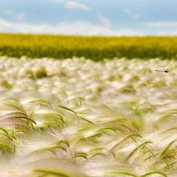 Close-up of yellow flowers in field