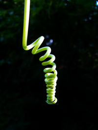 Close-up of spiral leaf