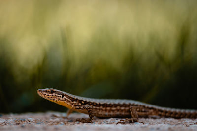 Close-up of lizard on rock