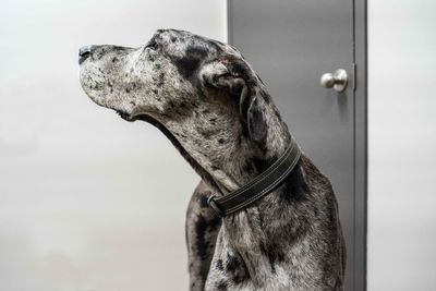 Close-up of a dog looking away