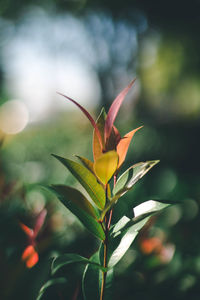 Close-up of orange flowering plant