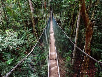 Canopy walk in taman negara national park, malaysia