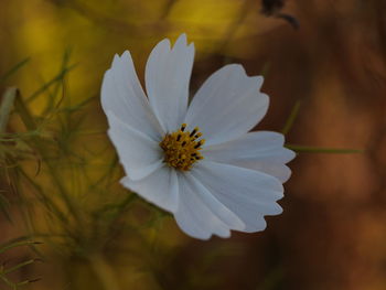 Close-up of white flowering plant