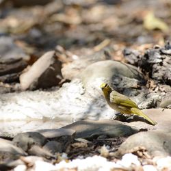 High angle view of bird on land