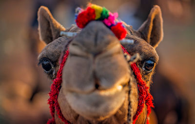 Close-up portrait of an animal