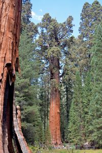 Close-up of trees in forest