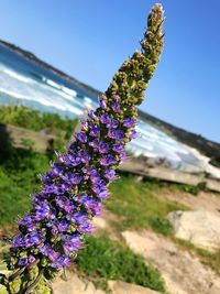 Close-up of purple flowers against sky