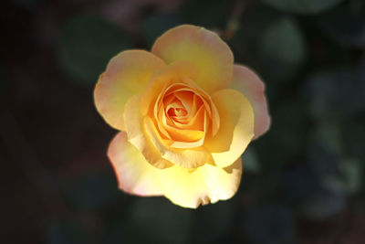 Close-up of rose against blurred background