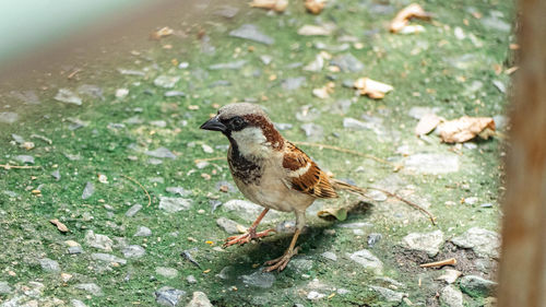 High angle view of a bird