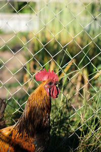 Close-up of rooster on fence