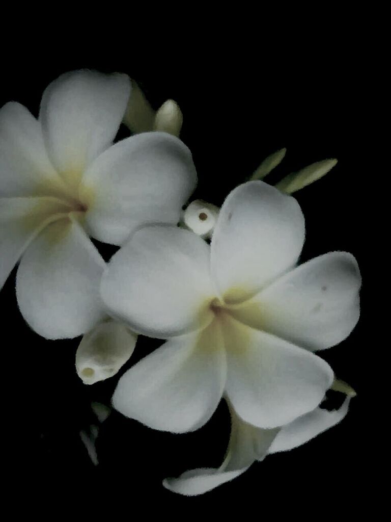 flower, white color, petal, fragility, freshness, flower head, beauty in nature, close-up, white, studio shot, growth, black background, nature, pollen, stamen, blooming, blossom, in bloom, focus on foreground, no people