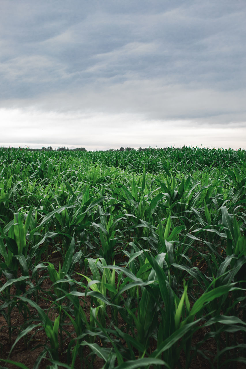 CROPS GROWING ON FIELD