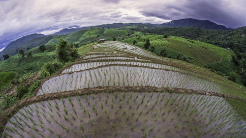 Scenic view of agricultural field against sky