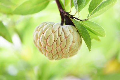 Close-up of fruit growing on plant