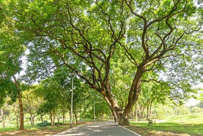 Road amidst trees in city