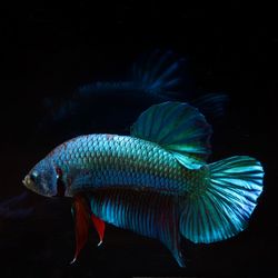 Fish swimming in sea