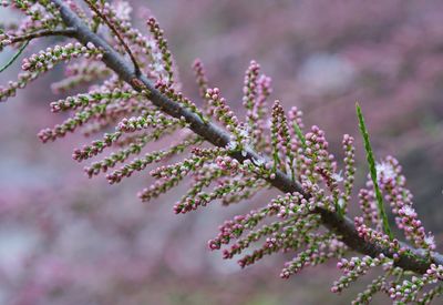 Close-up of pink flower twig