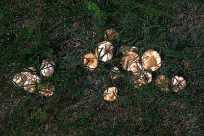 High angle view of birds on field