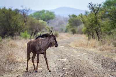 Wildebeest standing on dirt road