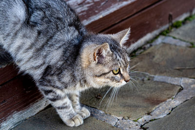 Close-up of a young cat kitten