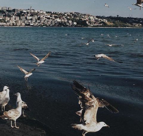 SEAGULLS FLYING OVER SEA