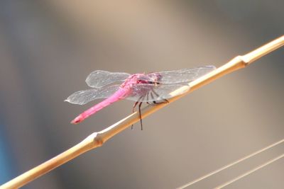 Close-up of dragonfly on twig