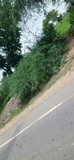 Empty road amidst trees