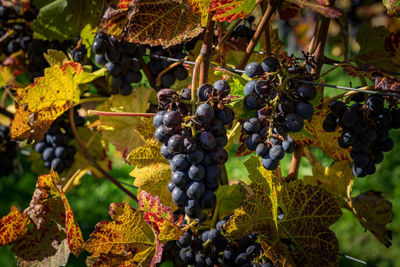 Close-up of grapes growing in vineyard