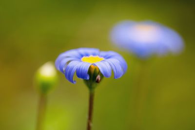 Close-up of purple flowering plant